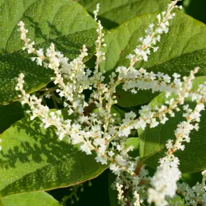 Resveratrol
