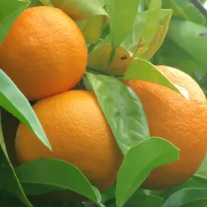 Bitterorange