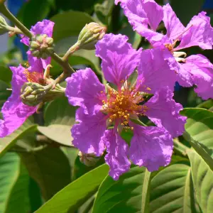 Banaba